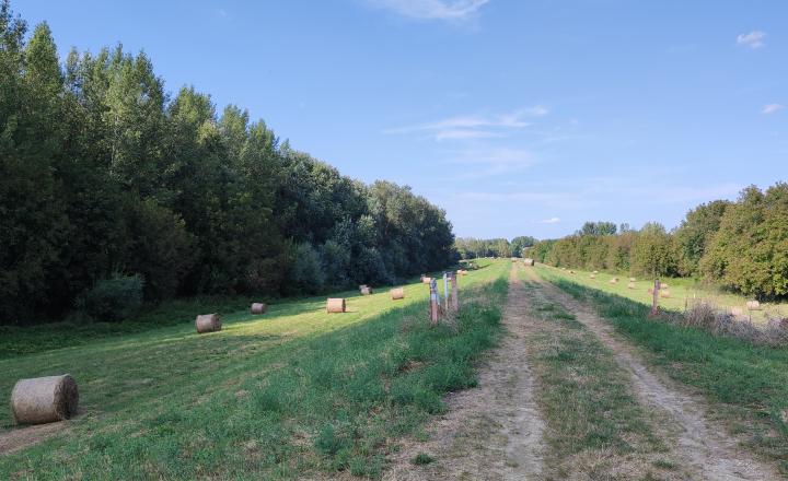 Zemianska kúria vhodná na bývanie a podnikanie, veľký pozemok, Nové Zámky - Komoča, - fotografia 37